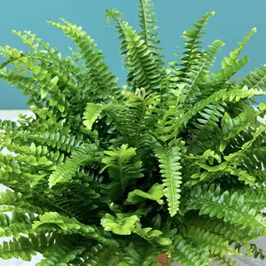 Nephrolepis exaltata ‘Green Lady’ (Pot Size 12cm) Green Lady Fern - image 3
