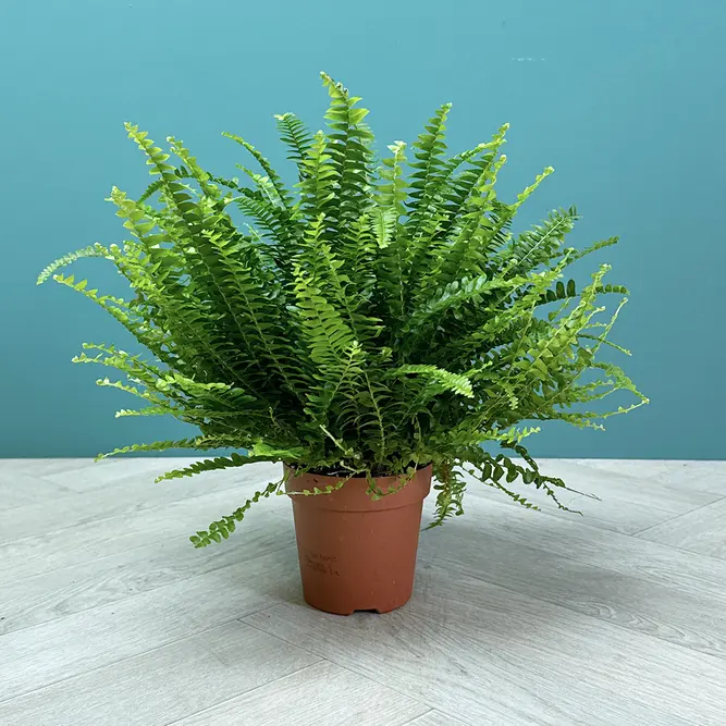 Nephrolepis exaltata ‘Green Lady’ (Pot Size 12cm) Green Lady Fern - image 4