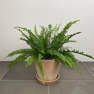 Nephrolepis exaltata (Pot Size 12cm) Boston fern / Sword fern