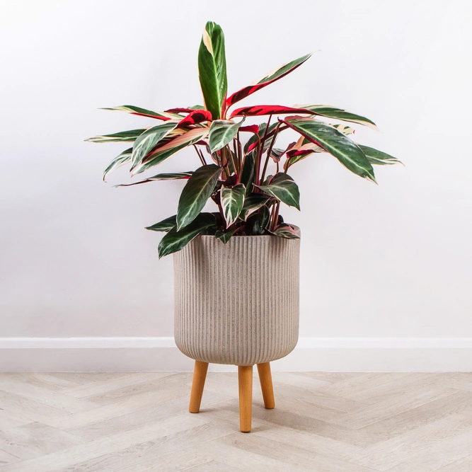 Nuovo Beige (D36cm x H64cm) Multi-use Indoor Plant Pot Cover On Legs - image 2