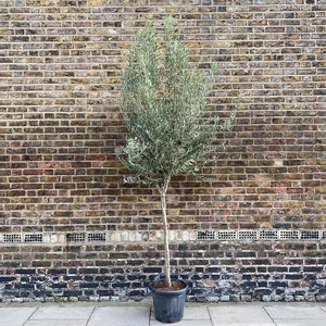 Olea europaea Standard, Loose head (10-12cm stem girth) Olive Tree
