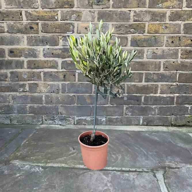 Olea europaea Standard Mini Stem (Pot Size 2L) Olive Tree - image 1