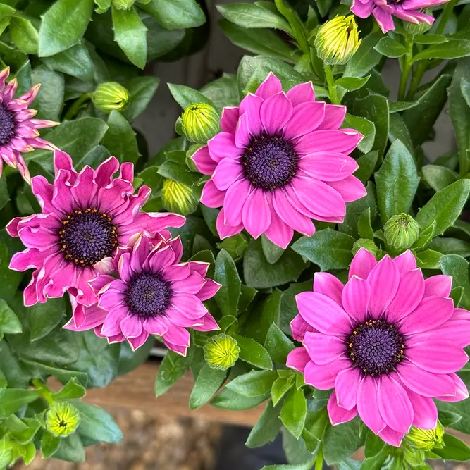 Osteospermum 'Dark Pink' (Pot Size 10.5cm) - African Daisy
