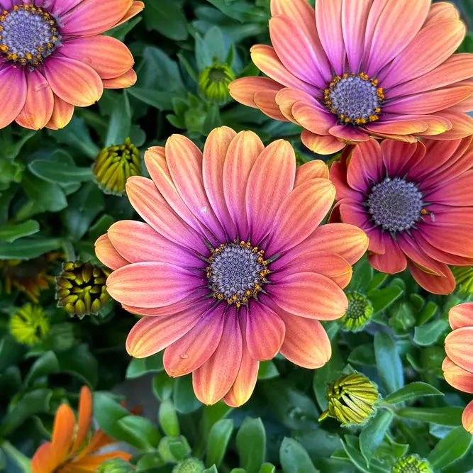 Osteospermum 'P.Eye Beauty' (Pot Size 1L) - African Daisy