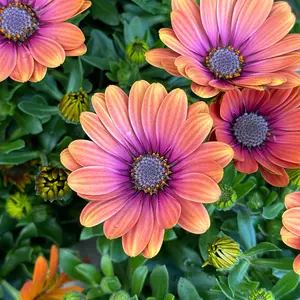 Osteospermum 'P.Eye Beauty' (Pot Size 1L) - African Daisy