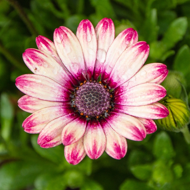 Osteospermum 'Picasso' (Pot Size 10.5cm) African Daisy - image 1