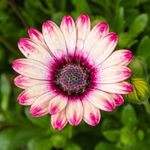 Osteospermum 'Picasso' (Pot Size 10.5cm) African Daisy - image 1