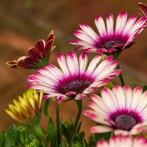 Osteospermum 'Picasso' (Pot Size 10.5cm) African Daisy - image 2