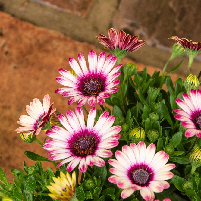 Osteospermum 'Picasso' (Pot Size 10.5cm) African Daisy - image 3