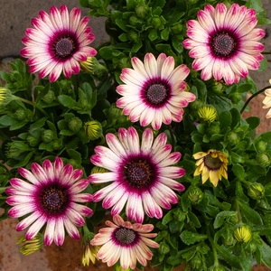 Osteospermum 'Picasso' (Pot Size 10.5cm) African Daisy - image 5