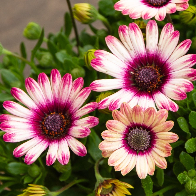 Osteospermum 'Picasso' (Pot Size 10.5cm) African Daisy - image 4