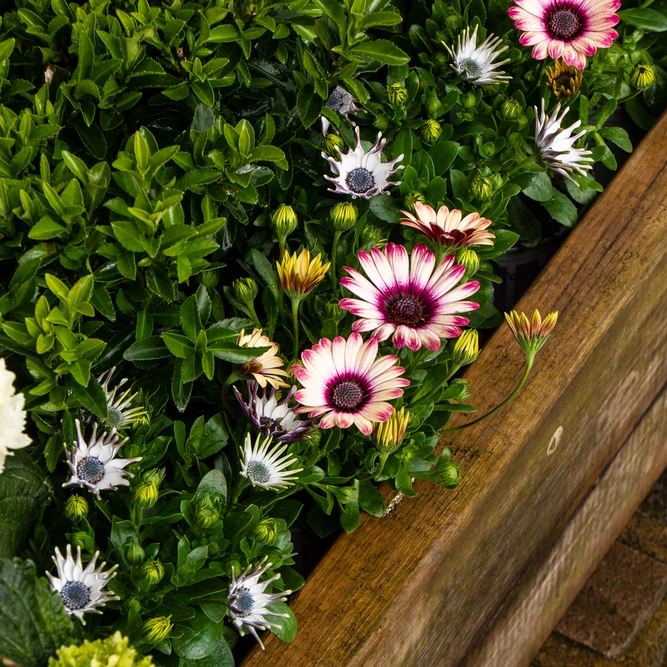 Osteospermum 'Picasso' (Pot Size 10.5cm) African Daisy - image 6