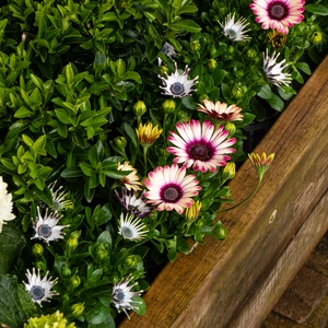Osteospermum 'Picasso' (Pot Size 10.5cm) African Daisy - image 6
