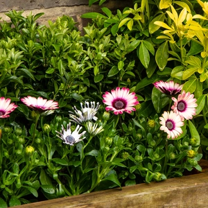 Osteospermum 'Picasso' (Pot Size 10.5cm) African Daisy - image 7