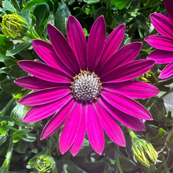 Osteospermum 'Purple' (Pot Size 10.5cm) - African Daisy - image 1