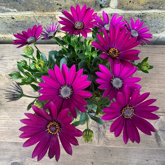 Osteospermum 'Purple' (Pot Size 10.5cm) - African Daisy - image 2