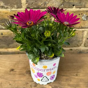 Osteospermum 'Purple' (Pot Size 10.5cm) - African Daisy - image 3