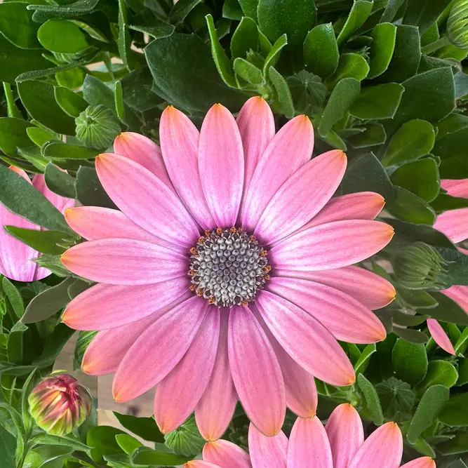 Osteospermum 'Salmon' (Pot Size 10.5cm) - African Daisy - image 1