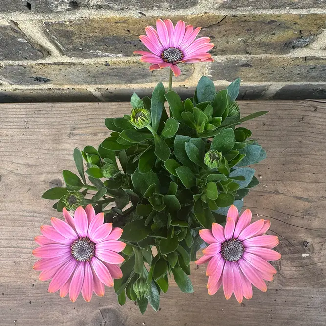 Osteospermum 'Salmon' (Pot Size 10.5cm) - African Daisy - image 2