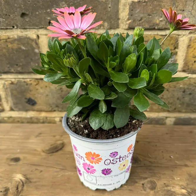 Osteospermum 'Salmon' (Pot Size 10.5cm) - African Daisy - image 3