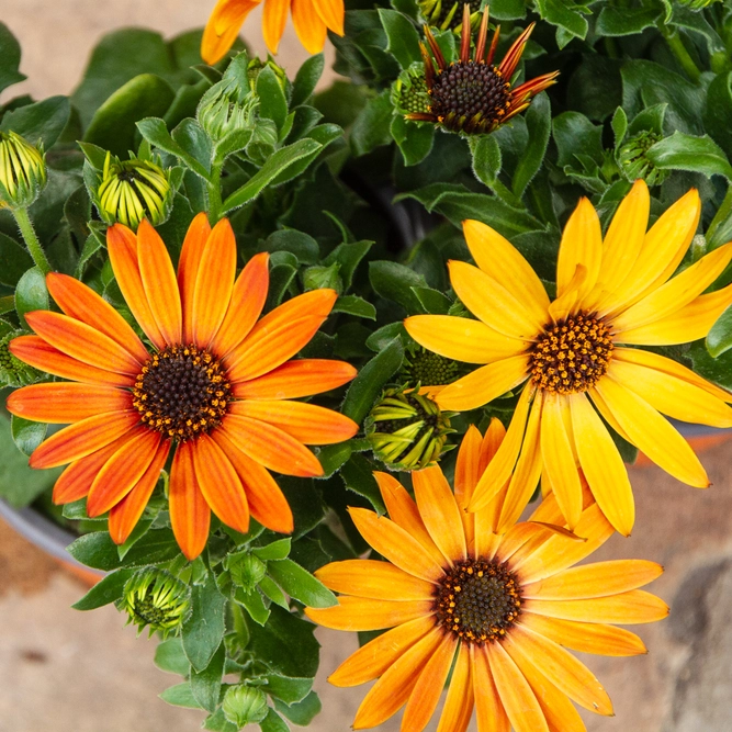 Osteospermum 'Tst Purple' (Pot Size 10.5cm) - African Daisy - image 1