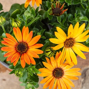 Osteospermum 'Tst Purple' (Pot Size 10.5cm) - African Daisy - image 1