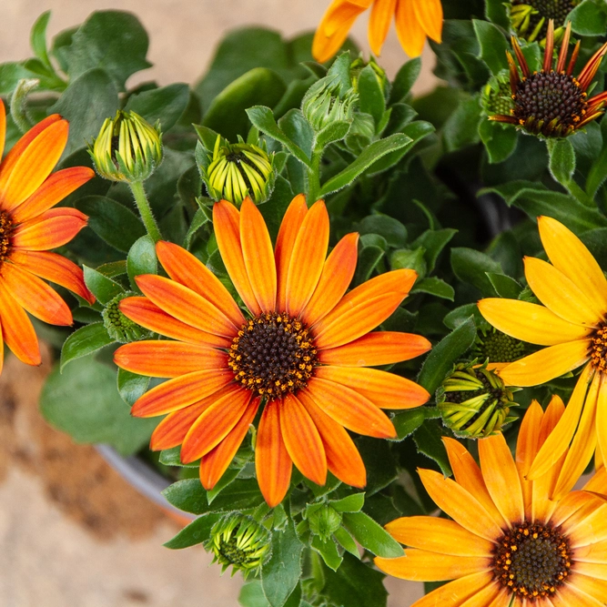 Osteospermum 'Tst Purple' (Pot Size 10.5cm) - African Daisy - image 2
