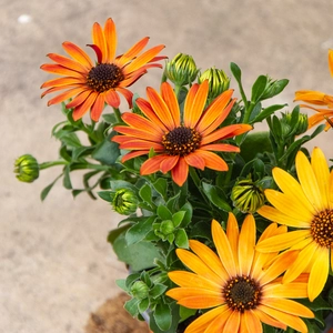 Osteospermum 'Tst Purple' (Pot Size 10.5cm) - African Daisy - image 4