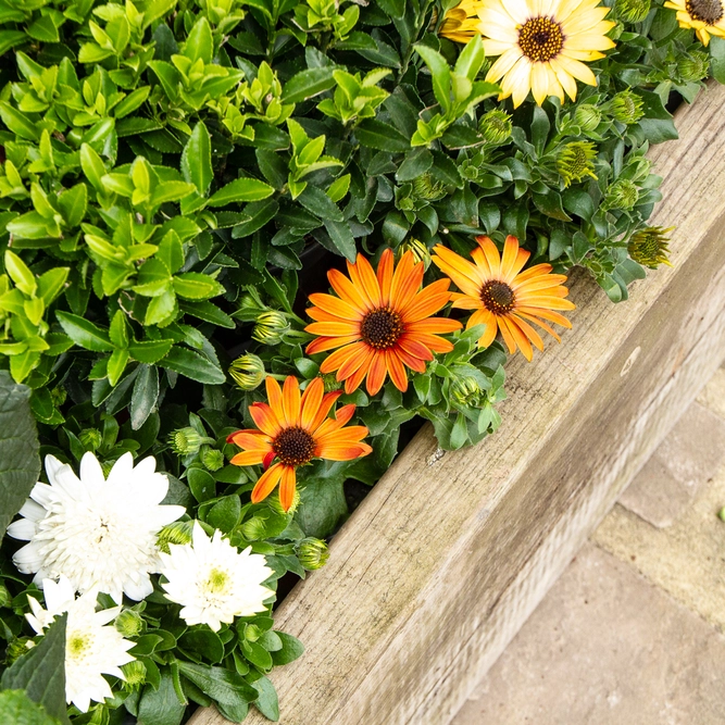 Osteospermum 'Tst Purple' (Pot Size 10.5cm) - African Daisy - image 6
