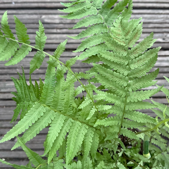 Ostrich Fern (Pot Size 1.5L) - image 1