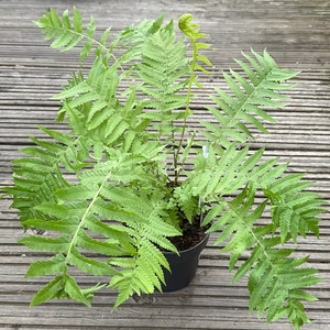 Ostrich Fern (Pot Size 1.5L) - image 2
