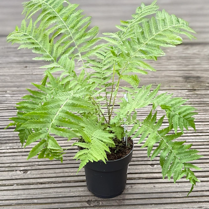 Ostrich Fern (Pot Size 1.5L) - image 3