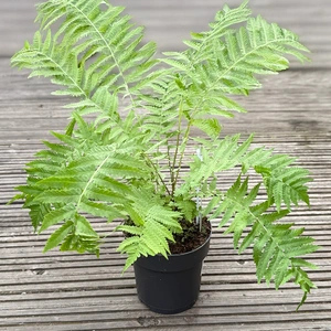 Ostrich Fern (Pot Size 1.5L) - image 3
