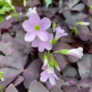 Oxalis Mijke (Pot Size 12cm) Mijke Shamrock Plant