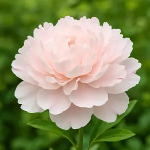 Paeonia lactiflora ‘Pecher’ (Pot Size 3L) Garden Peony - image 1