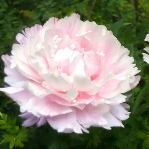 Paeonia lactiflora ‘Pecher’ (Pot Size 3L) Garden Peony - image 2