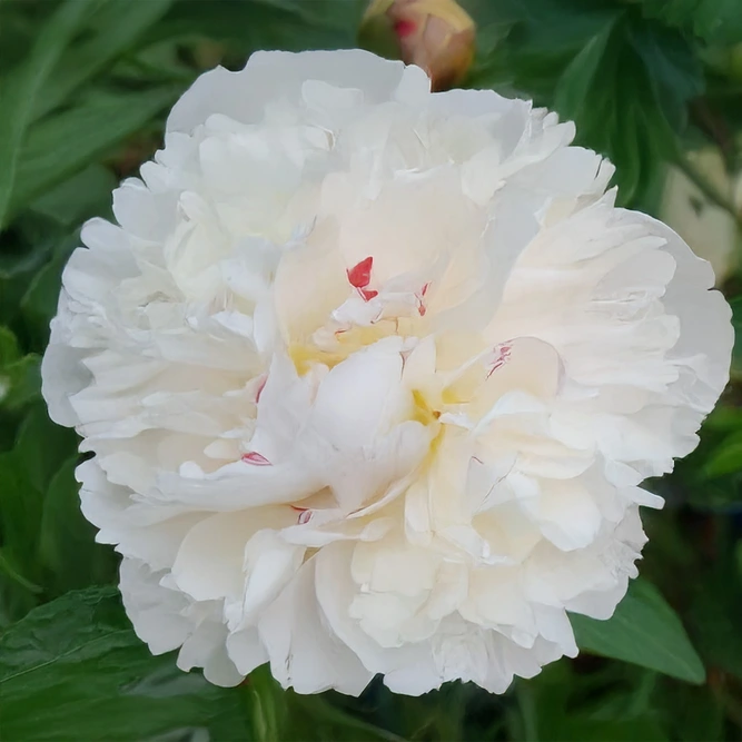 Paeonia lactiflora 'Shirley Temple' (Pot Size 3L) Peony Perennial