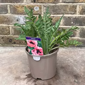 Papaver orientale 'Princess Victoria Louise' (Pot Size 3L) - Pink Poppy - image 2