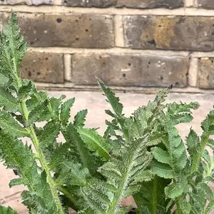 Papaver orientale 'Princess Victoria Louise' (Pot Size 3L) - Pink Poppy - image 3