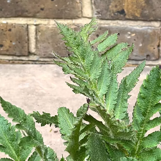 Papaver orientale 'Princess Victoria Louise' (Pot Size 3L) - Pink Poppy - image 4