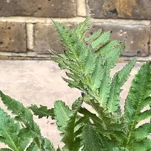 Papaver orientale 'Princess Victoria Louise' (Pot Size 3L) - Pink Poppy - image 4
