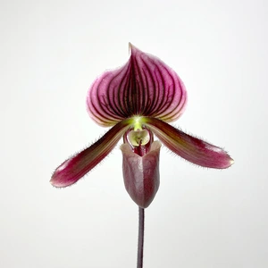 Paphiopedilum Black Jack (Pot Size 9cm) Venus slipper / Slipper orchid