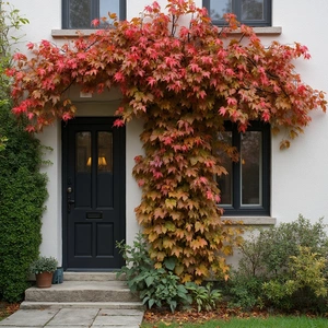 Parthenocissus Engelmanii (Pot Size 3L) Engelmann’s Virginia Creeper