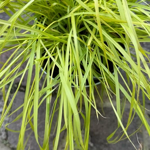 Pennisetum alopecuroides ‘Hameln’ (Pot Size 2L) Dwarf Fountain Grass