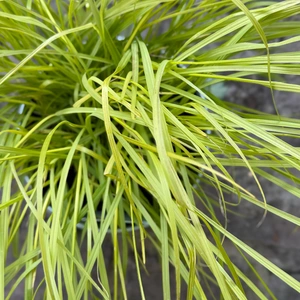 Pennisetum alopecuroides ‘Hameln’ (Pot Size 2L) Dwarf Fountain Grass - image 2