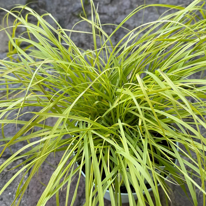 Pennisetum alopecuroides ‘Hameln’ (Pot Size 2L) Dwarf Fountain Grass - image 3