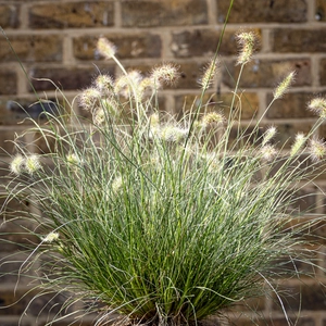 Pennisetum alopecuroides ‘Little Honey’ (Pot Size 17cm) Dwarf Variegated Fountain Grass