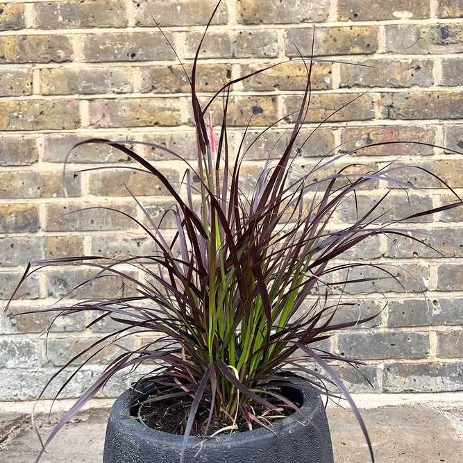Pennisetum setaceum 'Rubrum' (Pot Size 2L) Fountain Grass - image 1