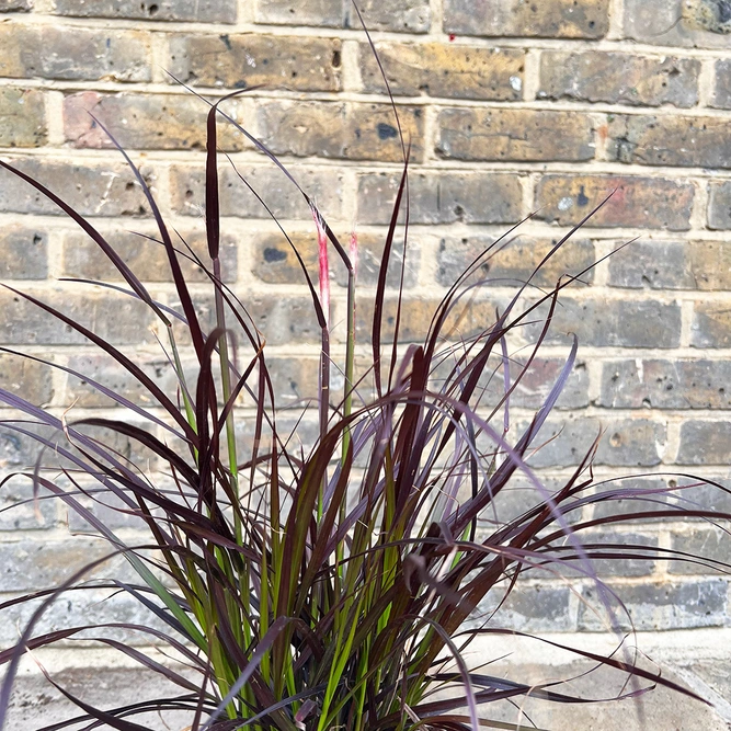 Pennisetum setaceum 'Rubrum' (Pot Size 2L) Fountain Grass - image 2