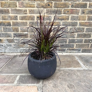 Pennisetum setaceum 'Rubrum' (Pot Size 2L) Fountain Grass - image 3